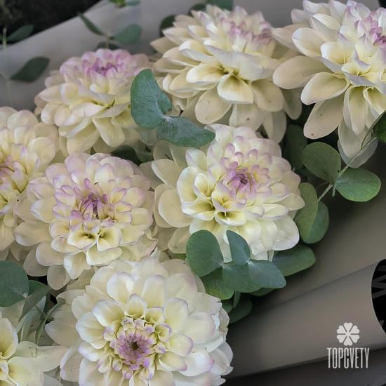 Букет из 9 белых георгин