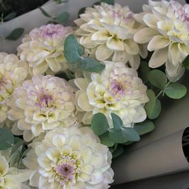 Букет из 9 белых георгин