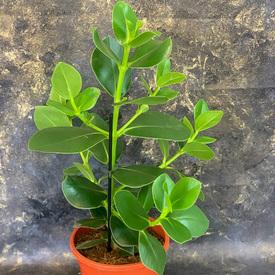 Клузия