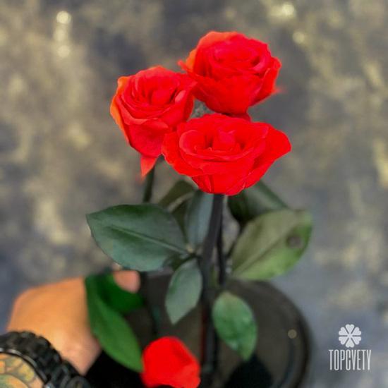 Розы стабилизированные №361