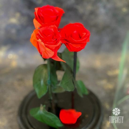 Розы стабилизированные №361