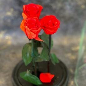 Розы стабилизированные №361