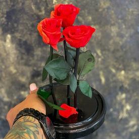 Розы стабилизированные №361