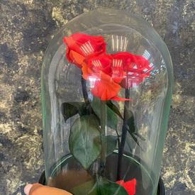 Розы стабилизированные №361