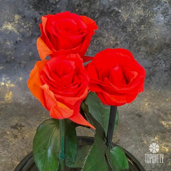 Розы стабилизированные №361