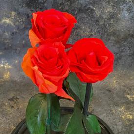 Розы стабилизированные №361