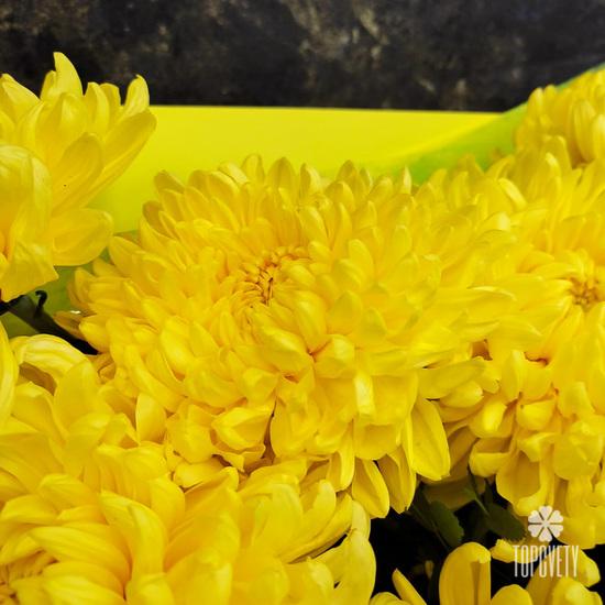 Букет из 9 желтых хризантем