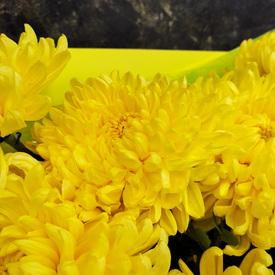 Букет из 9 желтых хризантем