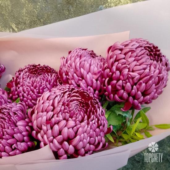 Букет из 9 сиреневых хризантем Бигуди
