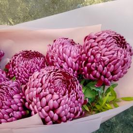 Букет из 9 сиреневых хризантем Бигуди