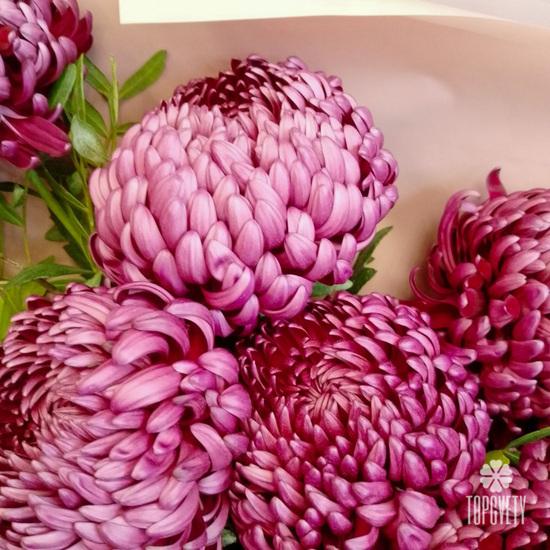 Букет из 9 сиреневых хризантем Бигуди