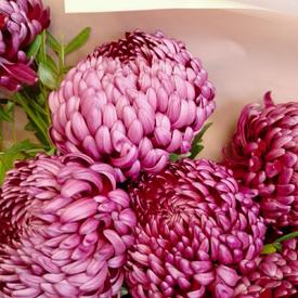 Букет из 9 сиреневых хризантем Бигуди