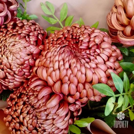 Букет из 9 бордовых хризантем Бигуди 