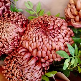 Букет из 9 бордовых хризантем Бигуди 