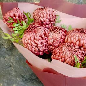 Букет из 9 бордовых хризантем Бигуди 