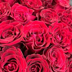 Букет из 101 красной розы в корзине