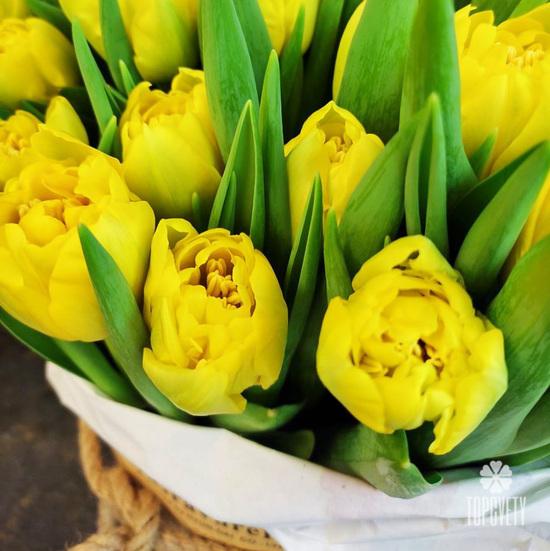 Букет из 51 желтого пионовидного тюльпана в шляпной коробке