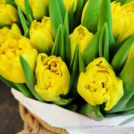 Букет из 51 желтого пионовидного тюльпана в шляпной коробке