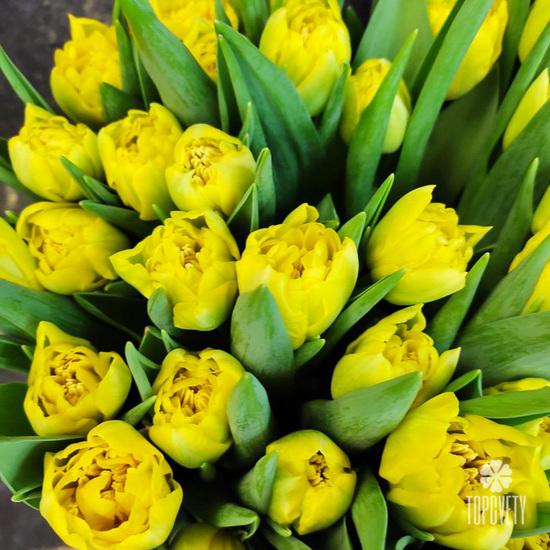 Букет из 51 желтого пионовидного тюльпана в шляпной коробке