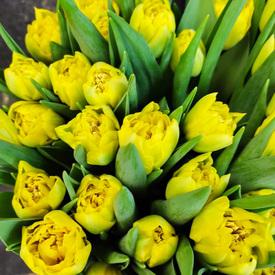 Букет из 51 желтого пионовидного тюльпана в шляпной коробке