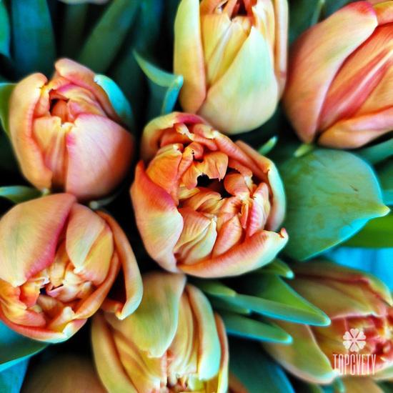 Букет из 51 оранжевого пионовидного тюльпана в шляпной коробке 