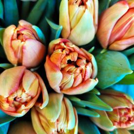 Букет из 51 оранжевого пионовидного тюльпана в шляпной коробке 