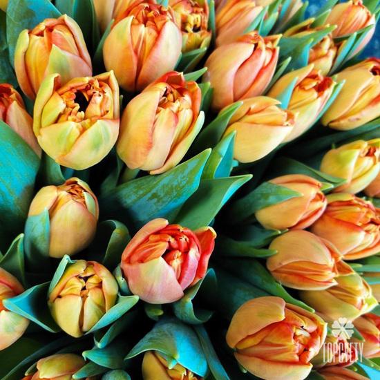 Букет из 51 оранжевого пионовидного тюльпана в шляпной коробке 