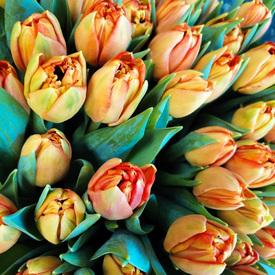 Букет из 51 оранжевого пионовидного тюльпана в шляпной коробке 