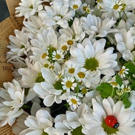 Букет из 11 белых кустовых хризантем