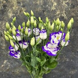 Букет из 7 сиреневых эустом 