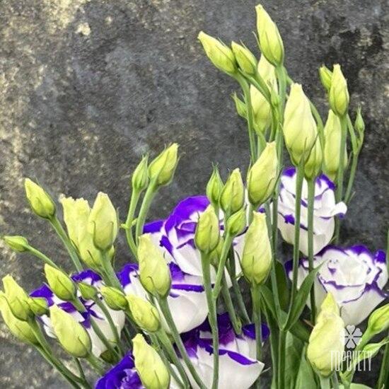 Букет из 7 сиреневых эустом 