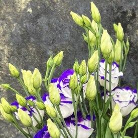 Букет из 7 сиреневых эустом 