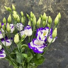 Букет из 7 сиреневых эустом 