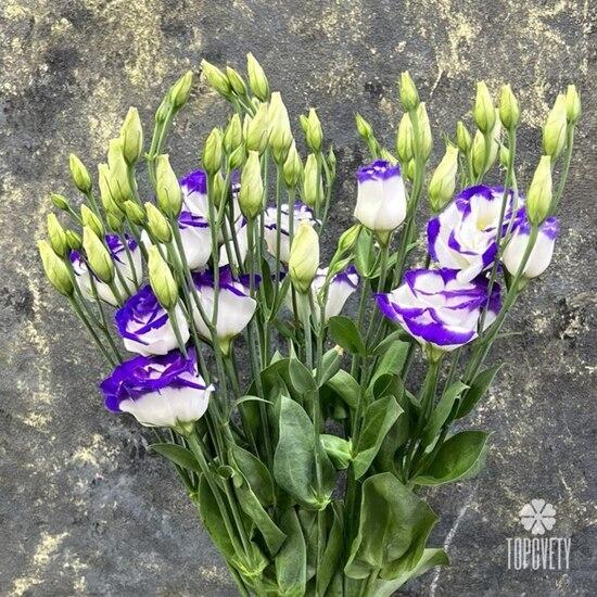 Букет из 7 сиреневых эустом 