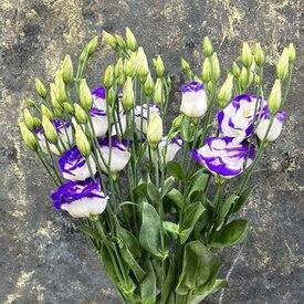 Букет из 7 сиреневых эустом 