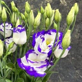 Букет из 7 сиреневых эустом 