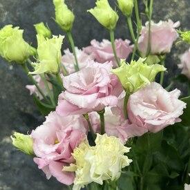 Букет из 7 розовых эустом 