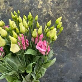 Букет из 15 розовых эустом