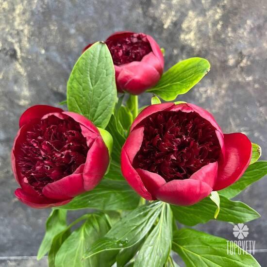 Букет из 3 бордовых пионов