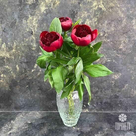 Букет из 3 бордовых пионов