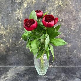 Букет из 3 бордовых пионов