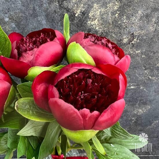 Букет из 5 бордовых пионов