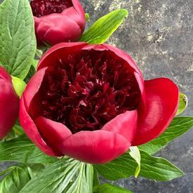 Букет из 7 бордовых пионов 