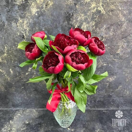 Букет из 7 бордовых пионов 