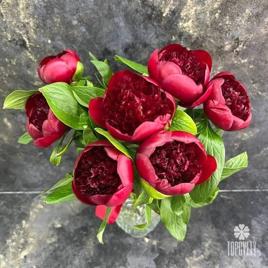 Букет из 7 бордовых пионов 