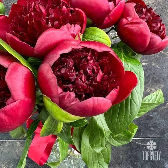 Букет из 7 бордовых пионов 