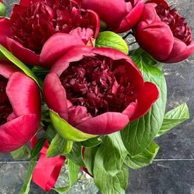 Букет из 7 бордовых пионов 