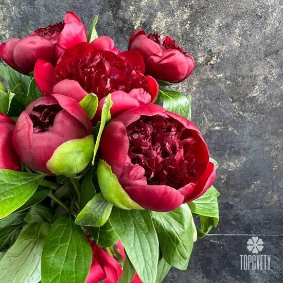 Букет из 7 бордовых пионов 