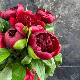 Букет из 7 бордовых пионов 