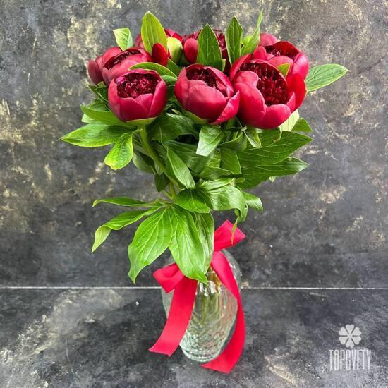 Букет из 7 бордовых пионов 